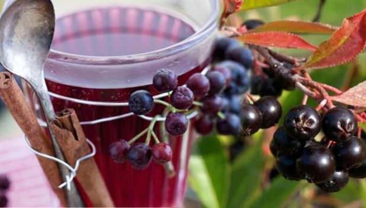 Aronya meyvesi Türkiye’de nerede yetişir? Aronya meyvesi faydaları nelerdir, nerede satılır?