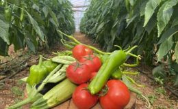 “Çalıştıracak eleman bulamıyoruz” diyerek isyan etti: Günlük yevmiyesi 750 lira