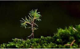 Fidan üretimine 1,3 milyar TL kaynak