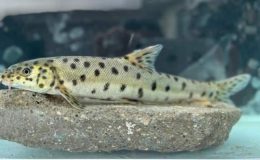 Neslinin tükendiğine inanılıyordu! Dicle’de ortaya çıktı