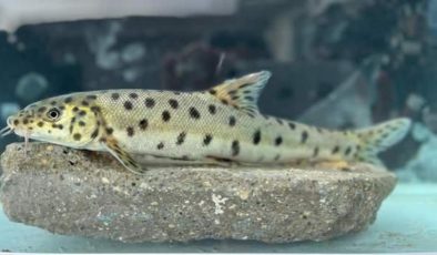 Neslinin tükendiğine inanılıyordu! Dicle’de ortaya çıktı