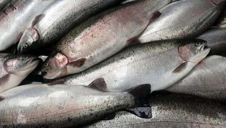 Türk somonu ihracatı 2023’te 396,3 milyon dolara ulaştı