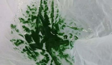 Türkler üretti: 100 gramı 1000 liradan satılıyor