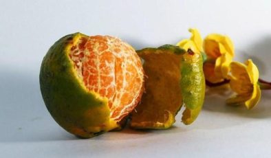 Asıl vitamini kabuğunda: Mandalinaların kabukları yenir mi, mandalina kabuğu çayı faydaları neler?