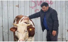 Depremzede besicilerden çağrı: Kamu alım yapsın