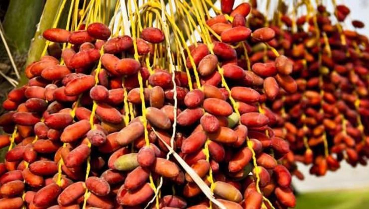 Hurmanın iyi geldiği hastalıklar nedir, kuru hurma faydaları nelerdir? Aç karnına hurma yemek…