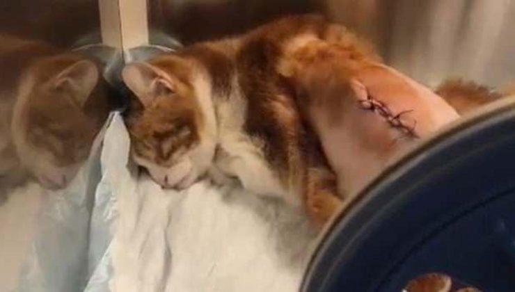 Maltepe’de vahşet! Tekmelediler, kaburgalarını kırdılar, bu hale getirdiler…