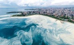 Müsilaj geri dönüyor, hamsi kaçıyor!