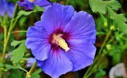 Taze ebegümeci nasıl tüketilir? Ebegümeci çayı nasıl yapılır, faydaları nelerdir?