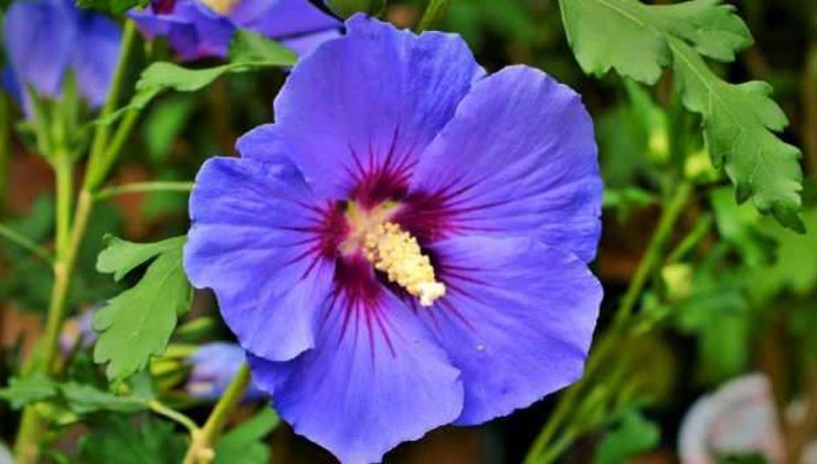 Taze ebegümeci nasıl tüketilir? Ebegümeci çayı nasıl yapılır, faydaları nelerdir?