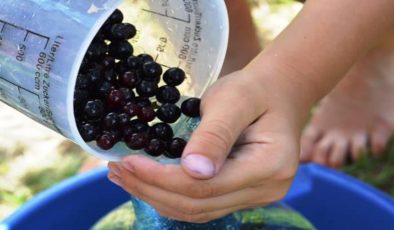 Aronya meyvesi Türkiye’de nerede yetişir, nerede satılır? Aronya meyvesi faydaları nelerdir?