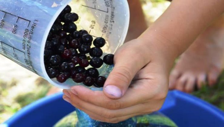 Aronya meyvesi Türkiye’de nerede yetişir, nerede satılır? Aronya meyvesi faydaları nelerdir?