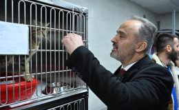 Can dostlara modern yeni yuva