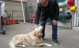 Emsal niteliğinde karar: Köpek sahibine 700 bin lira ceza!