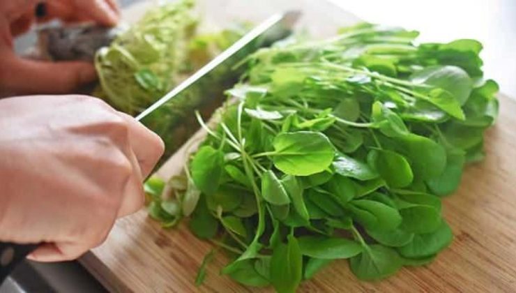 Tere nasıl tüketilir, terenin faydaları nelerdir? Terenin akciğere faydaları…