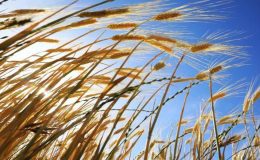 Türkiye’nin bitkisel üretimi 2023’te 137 milyon tona çıktı