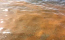 Marmara Denizi alarm veriyor: Renk değişiminin nedeni belli oldu!