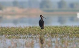 Türkiye’de 2023’te 190 türden 24 bine yakın kuş halkalandı!