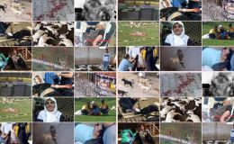 Vatandaşların Kedi Eros kadar değeri yok mu? 12 günde korkunç bilanço!