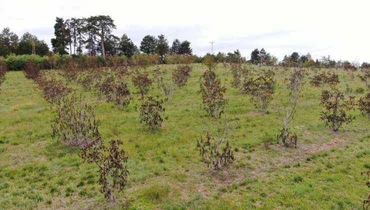 Soğuk hava ceviz ağaçlarını vurdu: Açan çiçekler soğukta kurudu