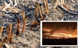 Gözler önüne serilen gerçek: Anız yangını nedir, zararları nelerdir?