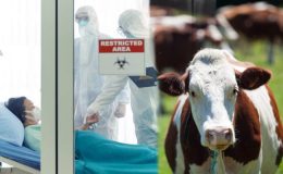 Kurban bayramında aman dikkat! H5N1 virüsü hayvandan insana mı bulaşıyor?