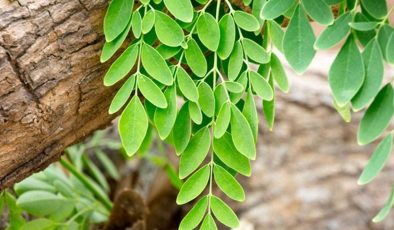 Moringa bitkisi Türkiye’de nerede yetişir? Moringa çayı faydaları nelerdir?