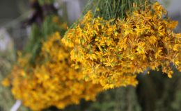 Sarı kantaron çayı ve yağı faydaları! Sarı kantaron yağı nasıl kullanılır?