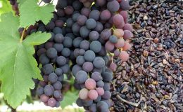 Siyah üzüm çekirdeği ve tozu faydaları: Üzüm çekirdeği yağı nasıl kullanılır?