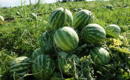 Adana’nın sıcağı Aydın’a yaradı