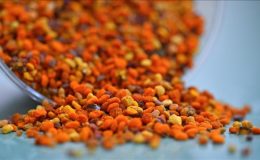 Arı polenleri yapay zekayla daha hızlı sınıflandırılıyor