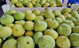 Buharkent’in taze incirinin sofralara yolculuğu sürüyor