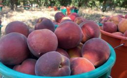 Coğrafi işaret tescilli Lapseki şeftalisi Rusya pazarında