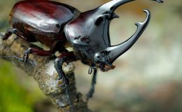 Gergedan böceğini avlamanın 100 bin TL cezası var!