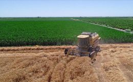 Gıda ve tarımsal tüketimde Güney Asya ve Hindistan’ın payı 10 yılda artış gösterecek