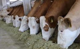 Hayvancılıkta 2024-2026 dönemi destekleme tutarları belli oldu