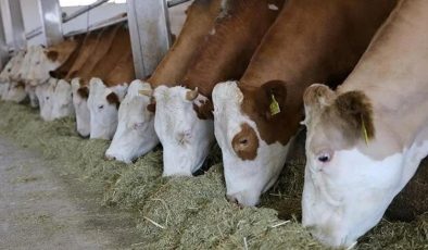 Hayvancılıkta 2024-2026 dönemi destekleme tutarları belli oldu