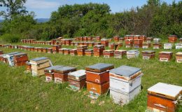 Kastamonu’da kestane balına gal arısı darbesi: Üretimi yüzde 75 düşürdü