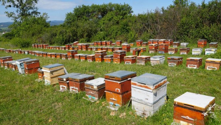 Kastamonu’da kestane balına gal arısı darbesi: Üretimi yüzde 75 düşürdü