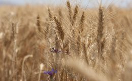 Konya’da hububat hasadında kuraklık alarmı