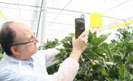 Meyve, sebze ve bitkilerdeki tarımsal zararlılar yapay zeka sistemi ile azaltılıyor