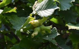 Orta ve Doğu Karadeniz’de üreticiler fındık hasadı için gün sayıyor