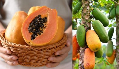 Papaya meyvesi ve çekirdeği faydaları nelerdir? Papaya meyvesi nasıl yenir?