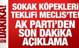 Sokak köpekleri düzenlemesi Meclis’te: AK Parti’den 17 maddelik teklif!