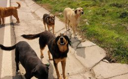 Sokak köpekleri uyutulacak mı, ötenazi ne demek? Sokak hayvanları yasası son durum