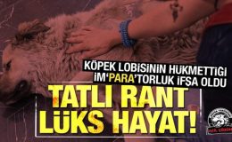 Sözde köpek seviciliğinin arkasında tatlı rant, lüks hayat!