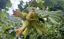 Üreticilere hasat öncesi “fındığı daldan değil yerden toplayın” tavsiyesi