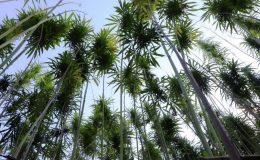 ‘Yeşil altın’ kenevirin son kalesi ‘Samsun’