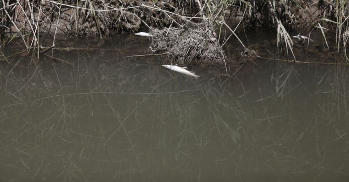 Suyun rengi değişti, balıklar ölmeye başladı! Fabrika atıkları iddiası!